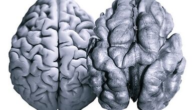 Noci utili per l'attività cerebrale
