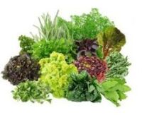B9 B9 vitamine per il cervello
