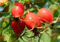I benefici della vitamina P per il cervello